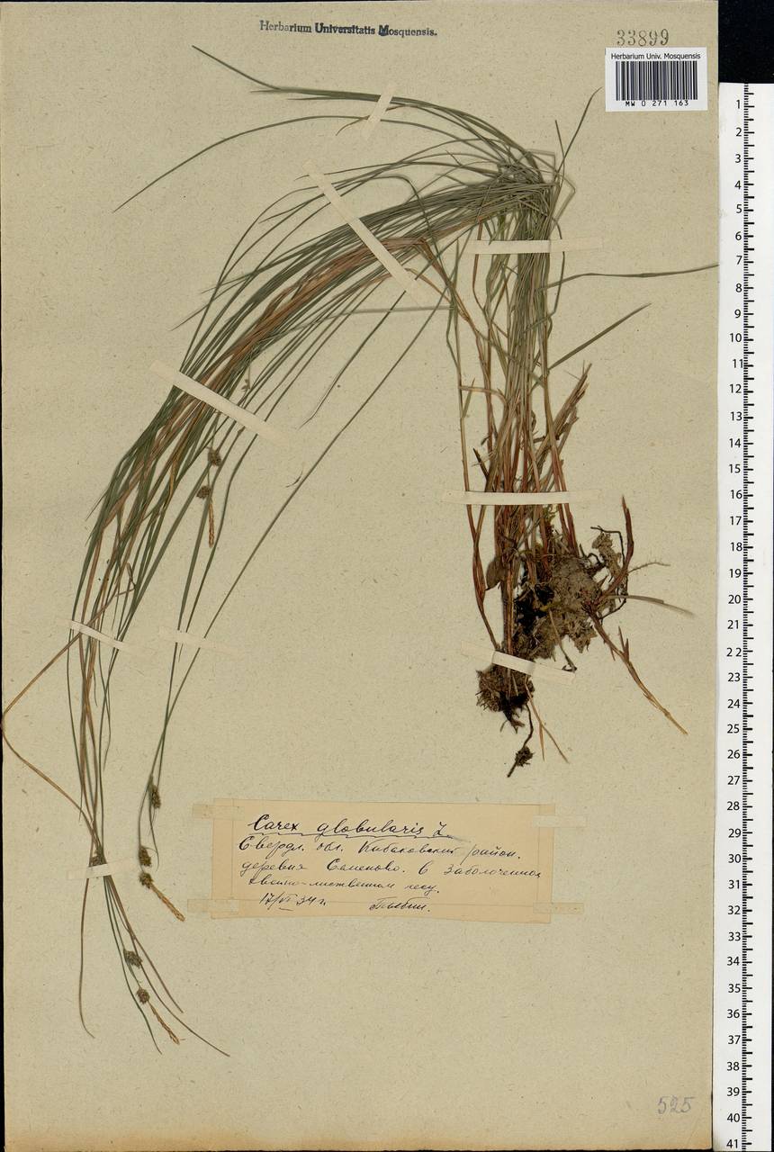 Carex globularis L., Eastern Europe, Eastern region (E10) (Russia)