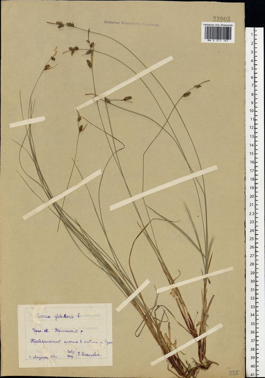 Carex globularis L., Eastern Europe, Eastern region (E10) (Russia)