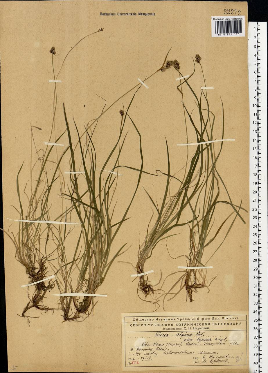 Carex norvegica Retz. , nom. cons., Eastern Europe, Northern region (E1) (Russia)