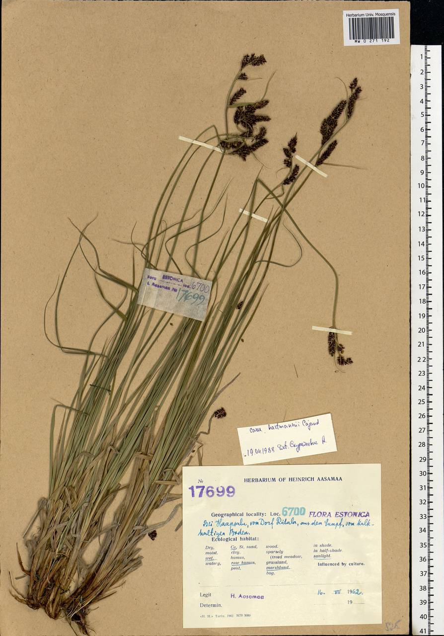 Carex hartmanii Cajander, Eastern Europe, Estonia (E2c) (Estonia)