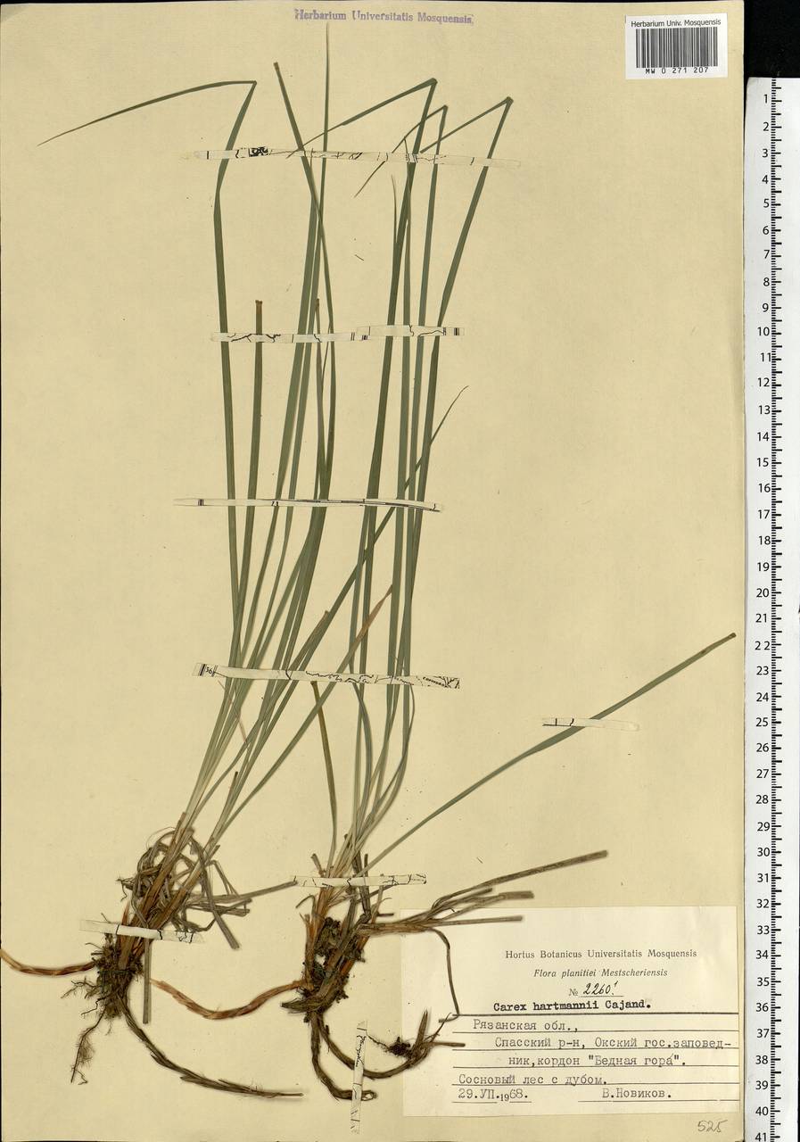 Carex hartmanii Cajander, Eastern Europe, Central region (E4) (Russia)