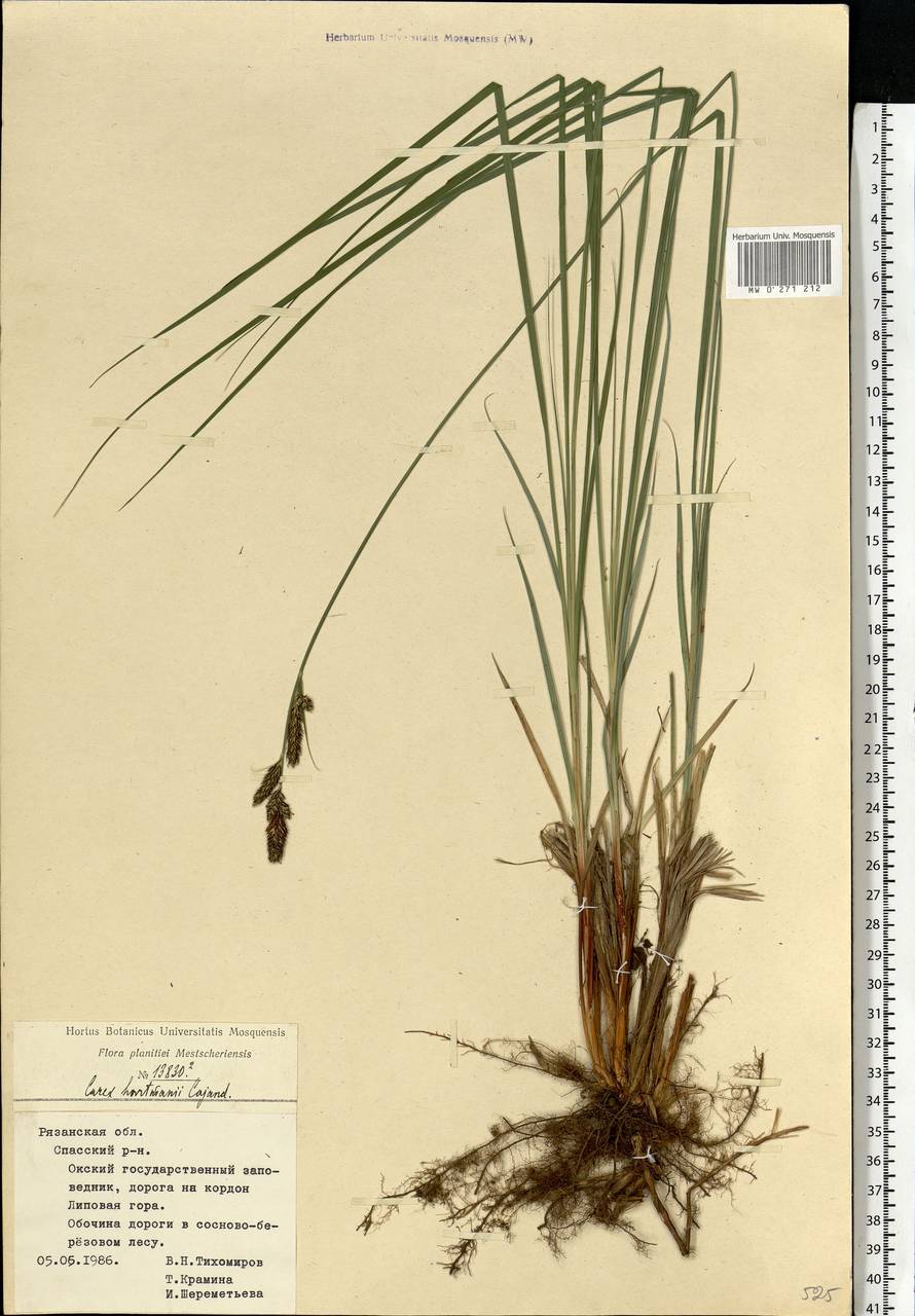 Carex hartmanii Cajander, Eastern Europe, Central region (E4) (Russia)