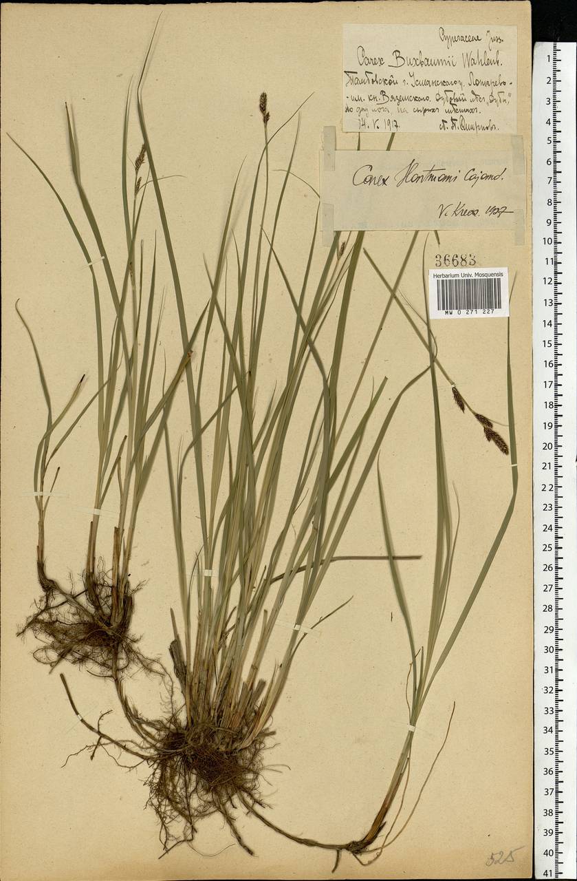 Carex hartmanii Cajander, Eastern Europe, Central forest-and-steppe region (E6) (Russia)