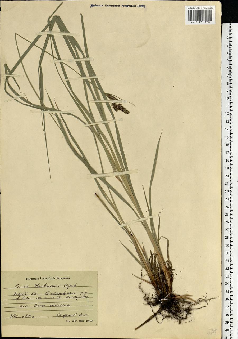 Carex hartmanii Cajander, Eastern Europe, Central forest-and-steppe region (E6) (Russia)