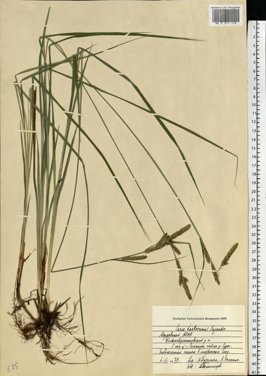 Carex hartmanii Cajander, Eastern Europe, Middle Volga region (E8) (Russia)