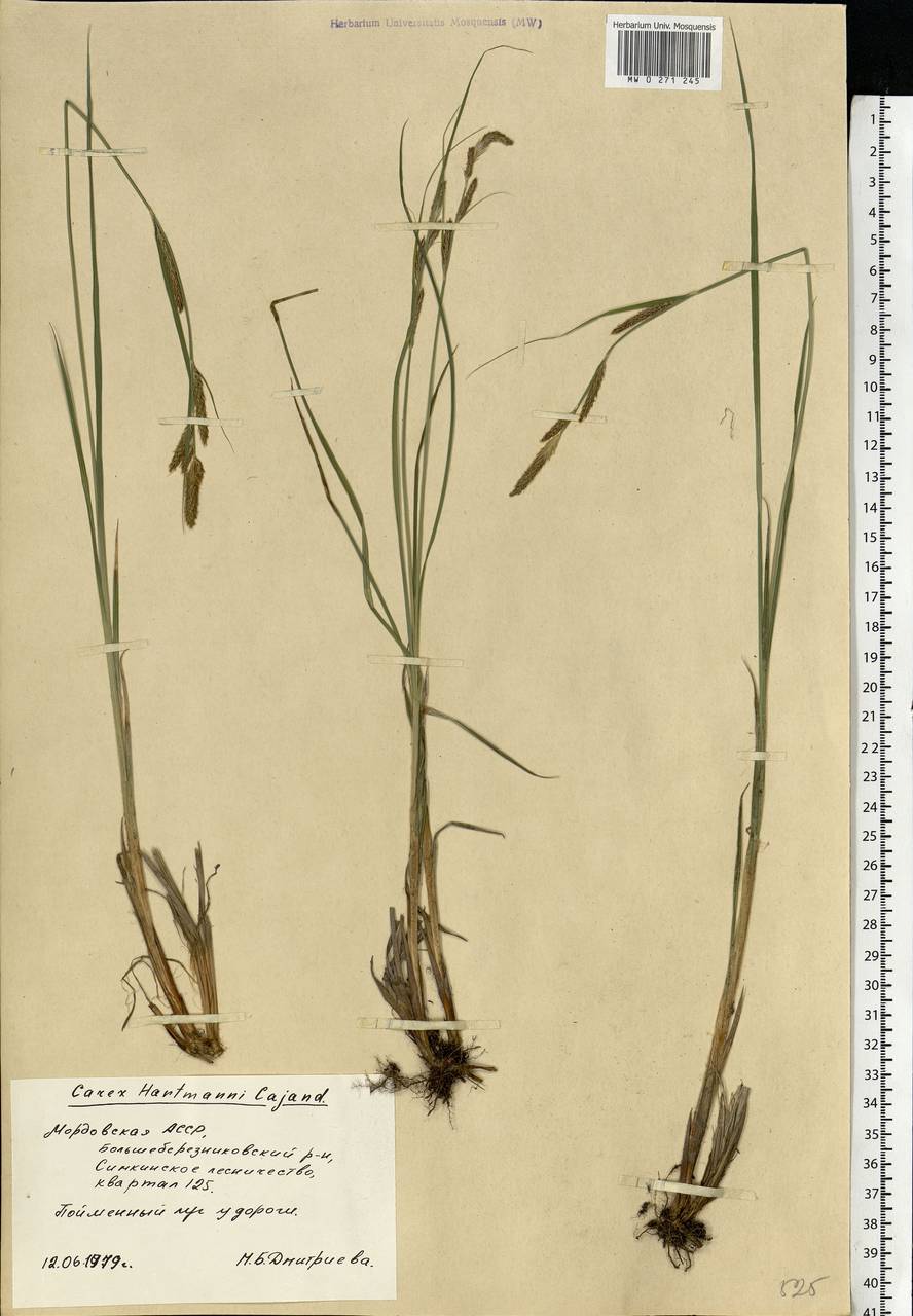 Carex hartmanii Cajander, Eastern Europe, Middle Volga region (E8) (Russia)