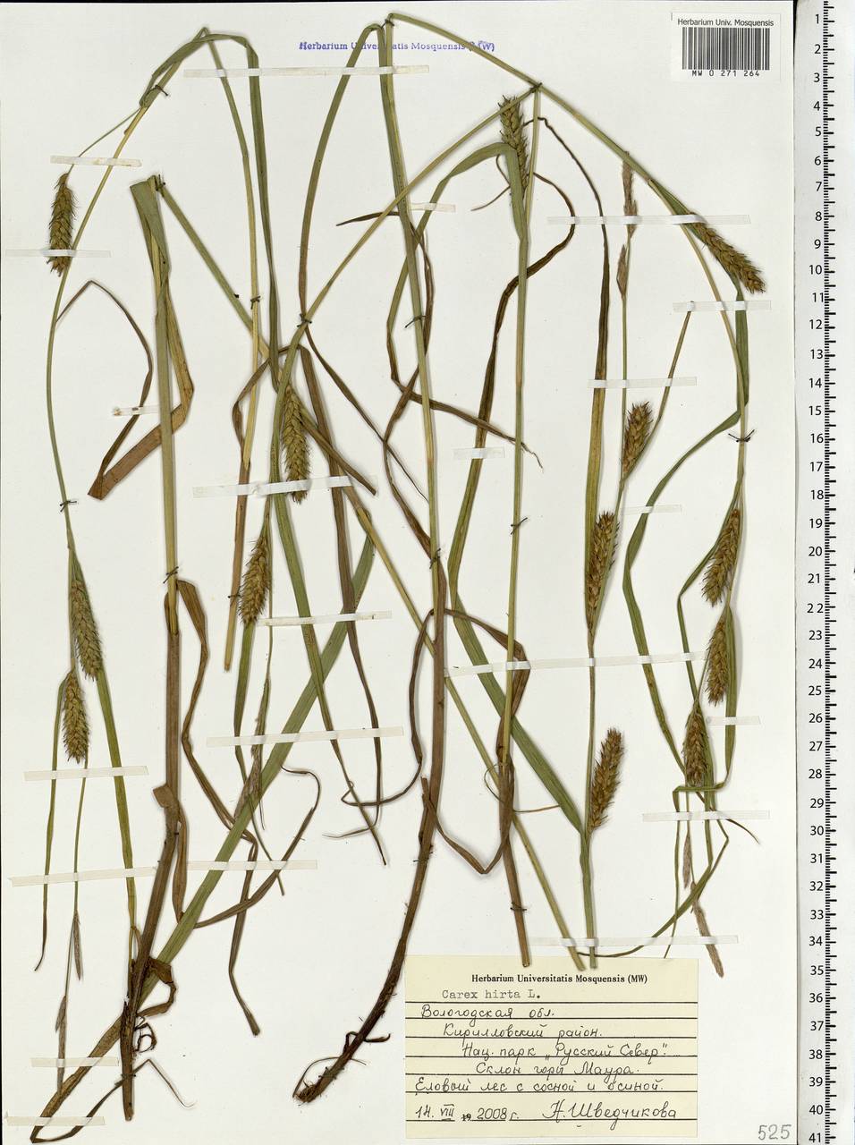 Carex hirta L., Eastern Europe, Northern region (E1) (Russia)