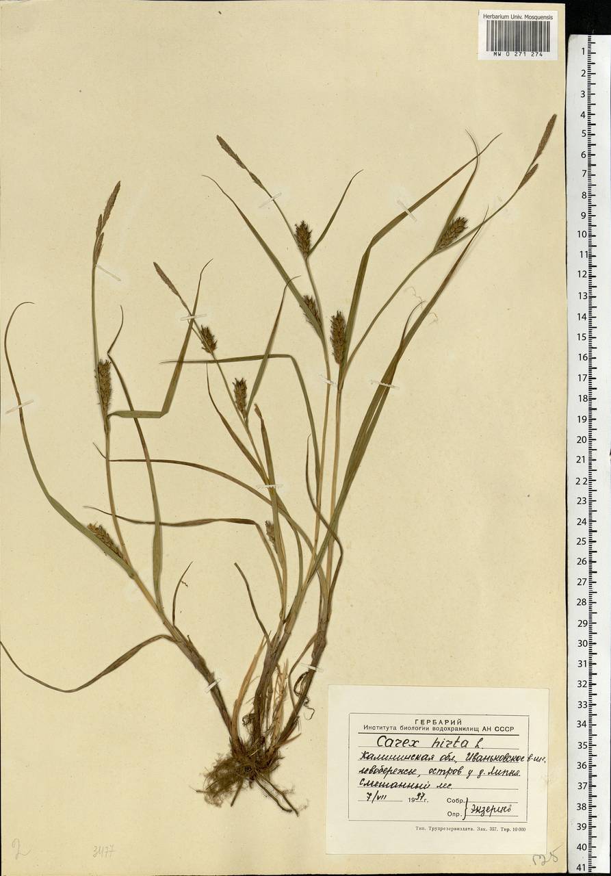 Carex hirta L., Eastern Europe, North-Western region (E2) (Russia)