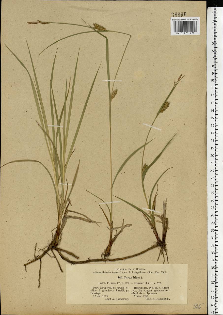 Carex hirta L., Eastern Europe, Northern region (E1) (Russia)