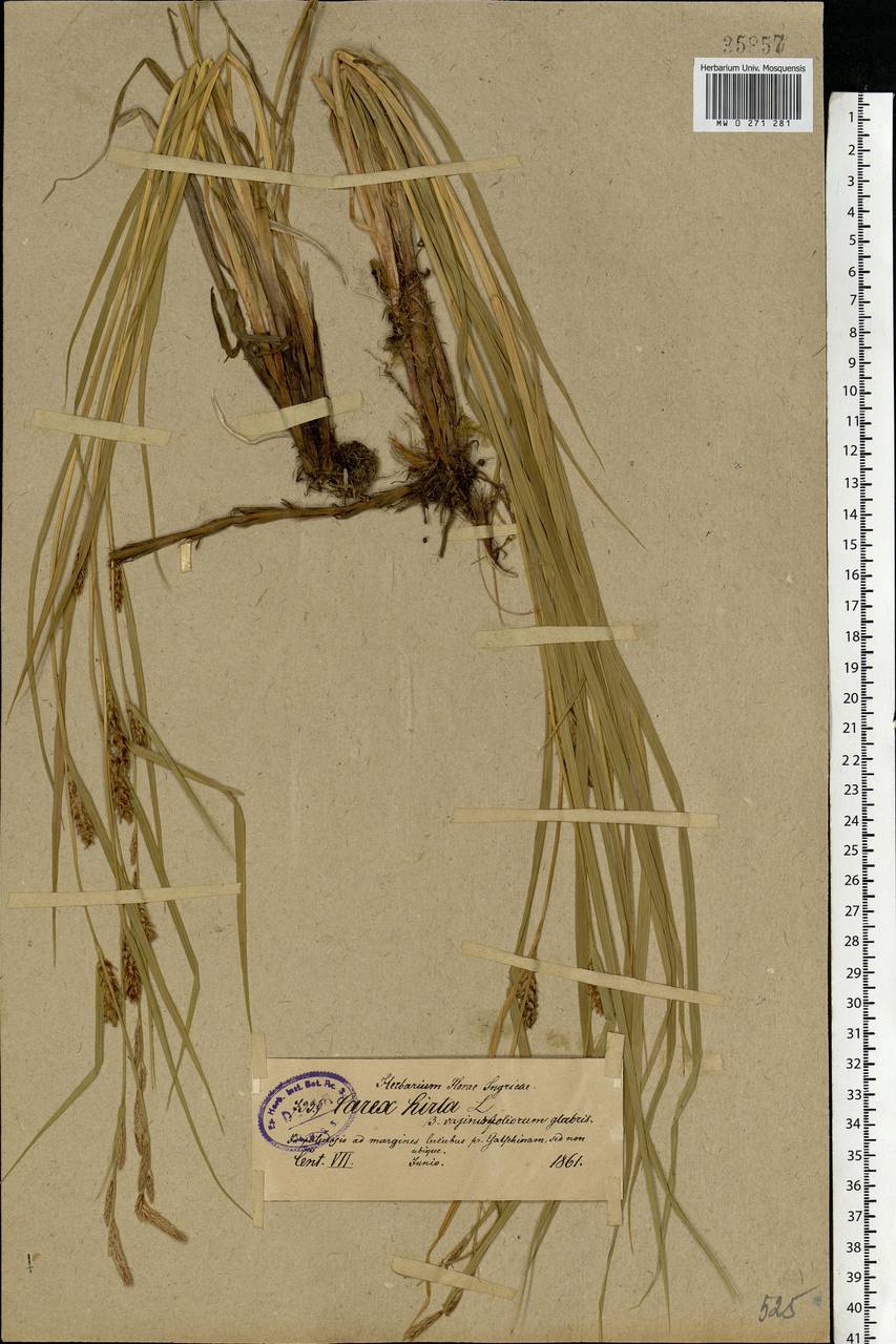 Carex hirta L., Eastern Europe, North-Western region (E2) (Russia)