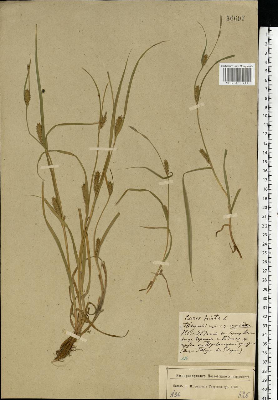 Carex hirta L., Eastern Europe, North-Western region (E2) (Russia)