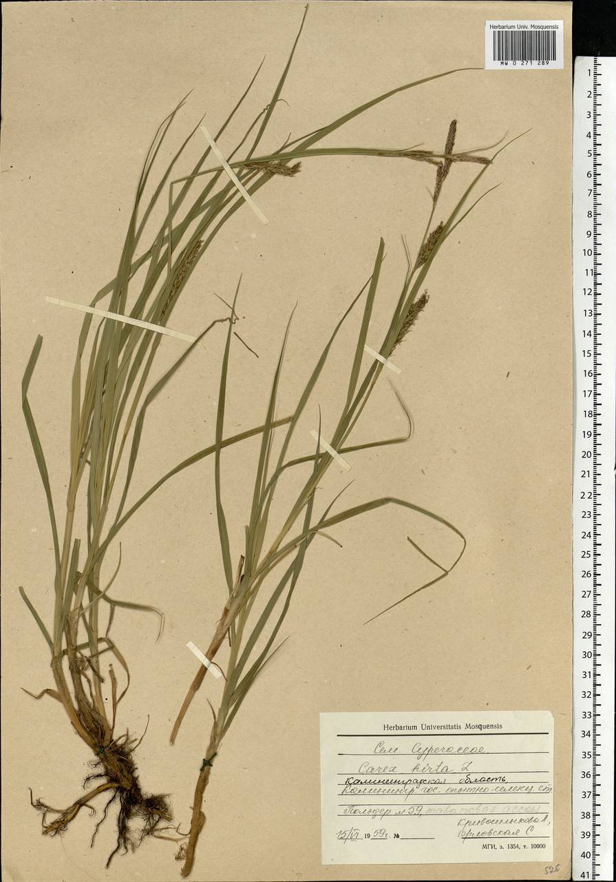 Carex hirta L., Eastern Europe, North-Western region (E2) (Russia)