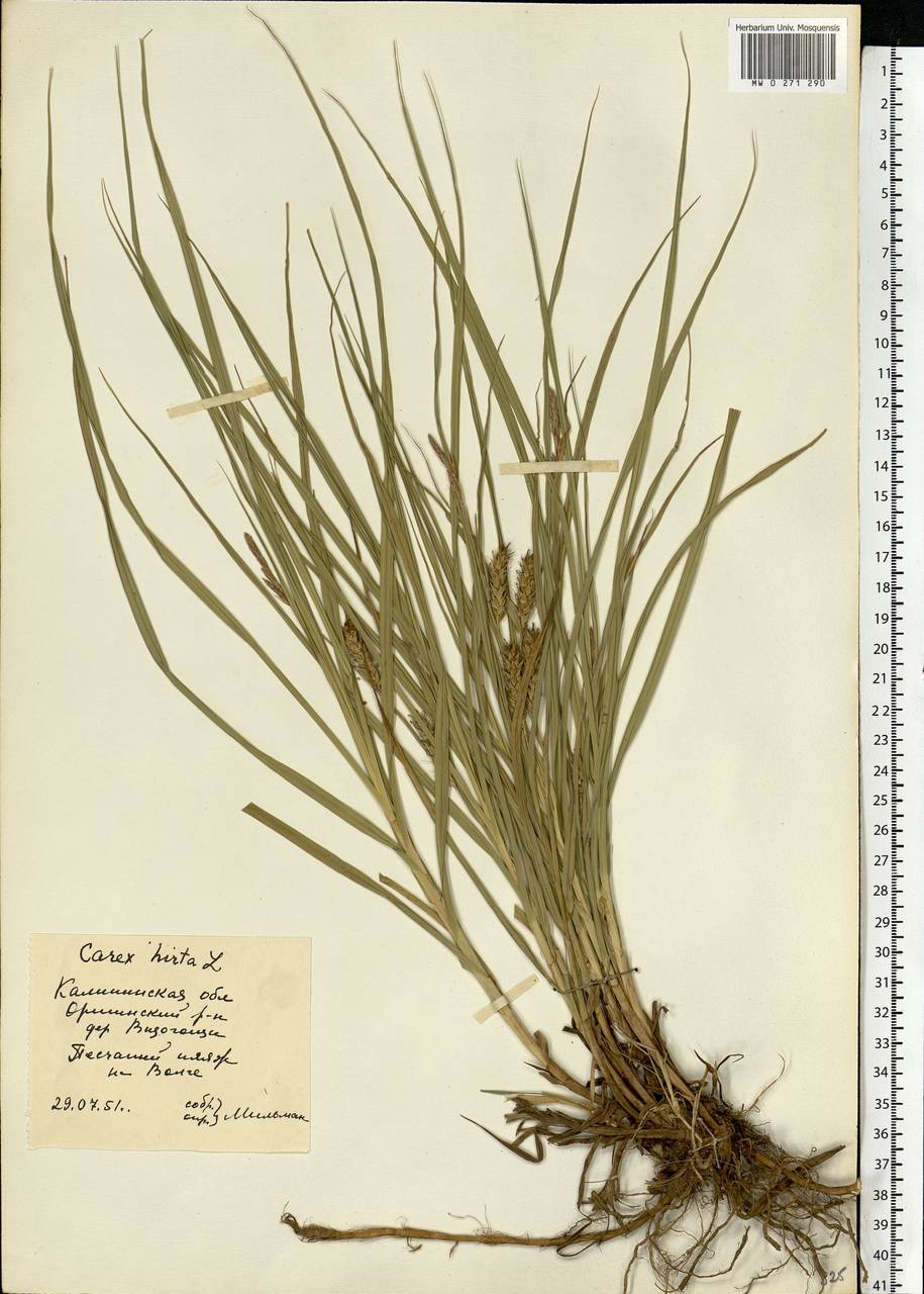 Carex hirta L., Eastern Europe, North-Western region (E2) (Russia)