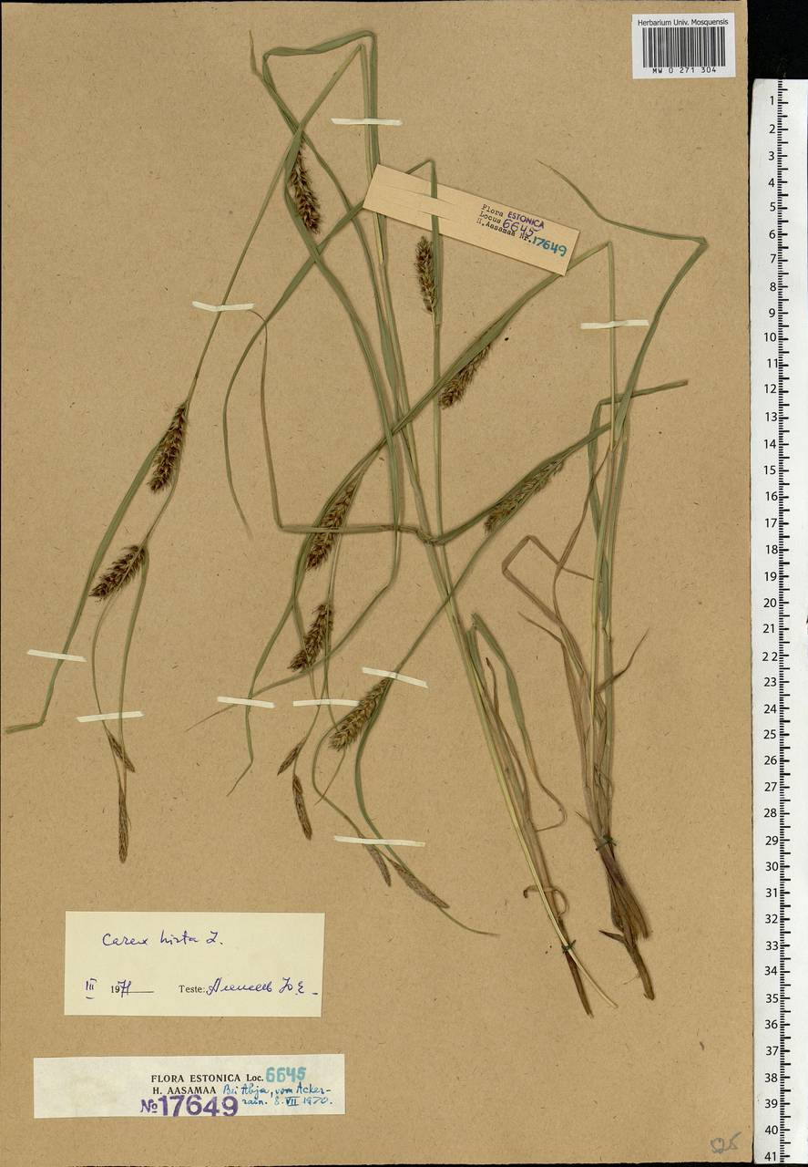 Carex hirta L., Eastern Europe, Estonia (E2c) (Estonia)