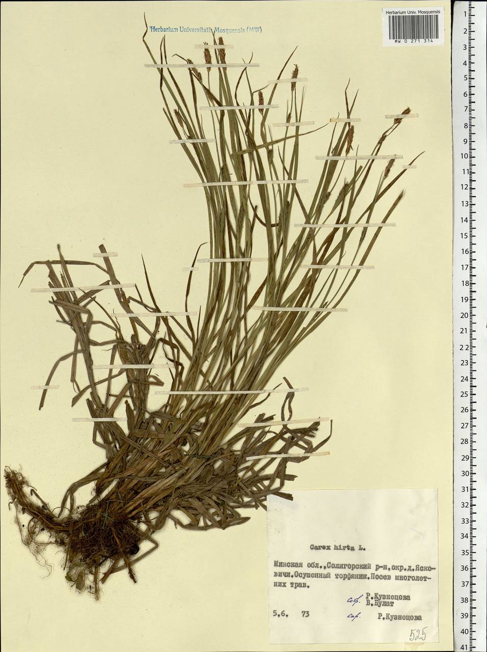 Carex hirta L., Eastern Europe, Belarus (E3a) (Belarus)
