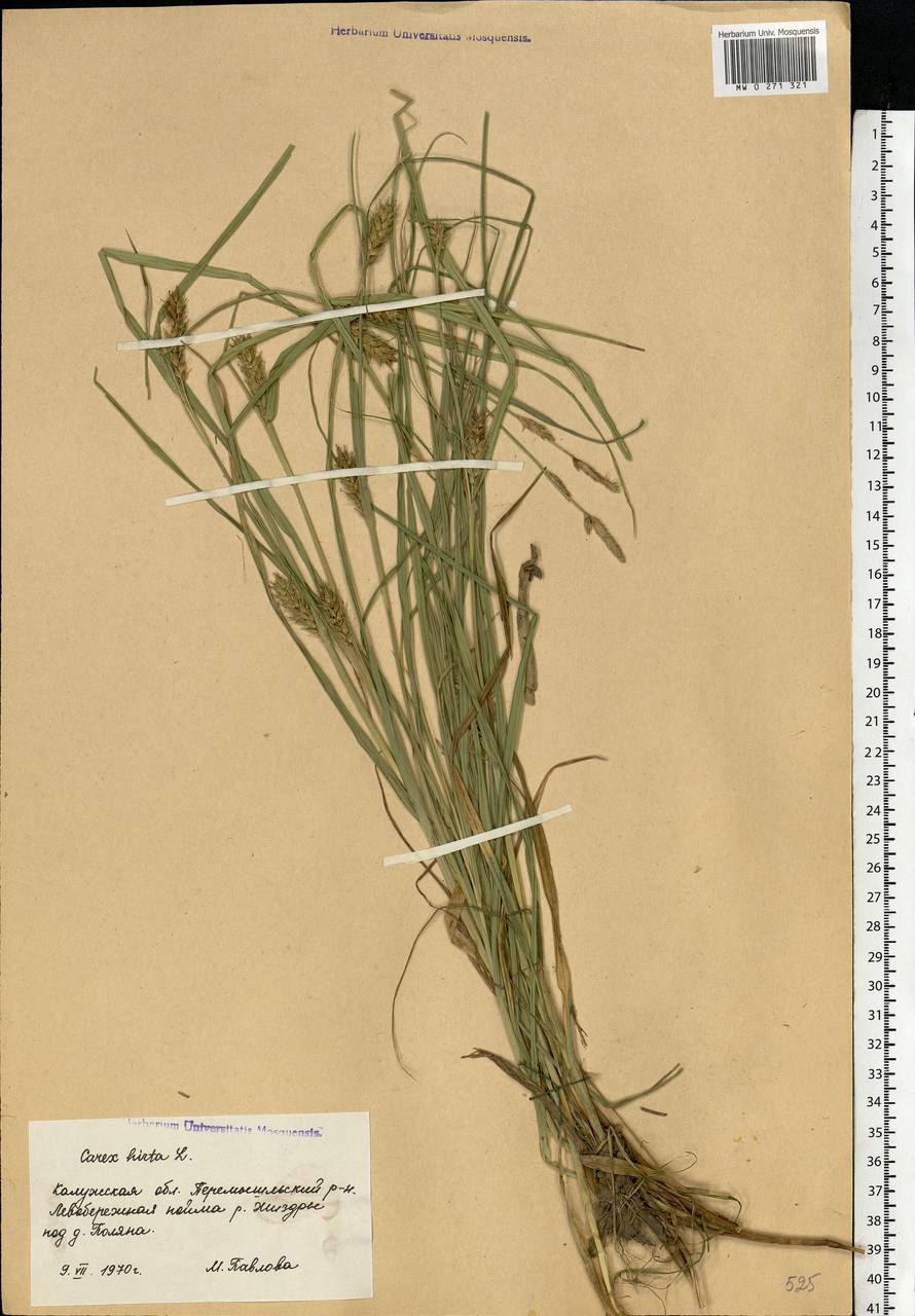 Carex hirta L., Eastern Europe, Central region (E4) (Russia)