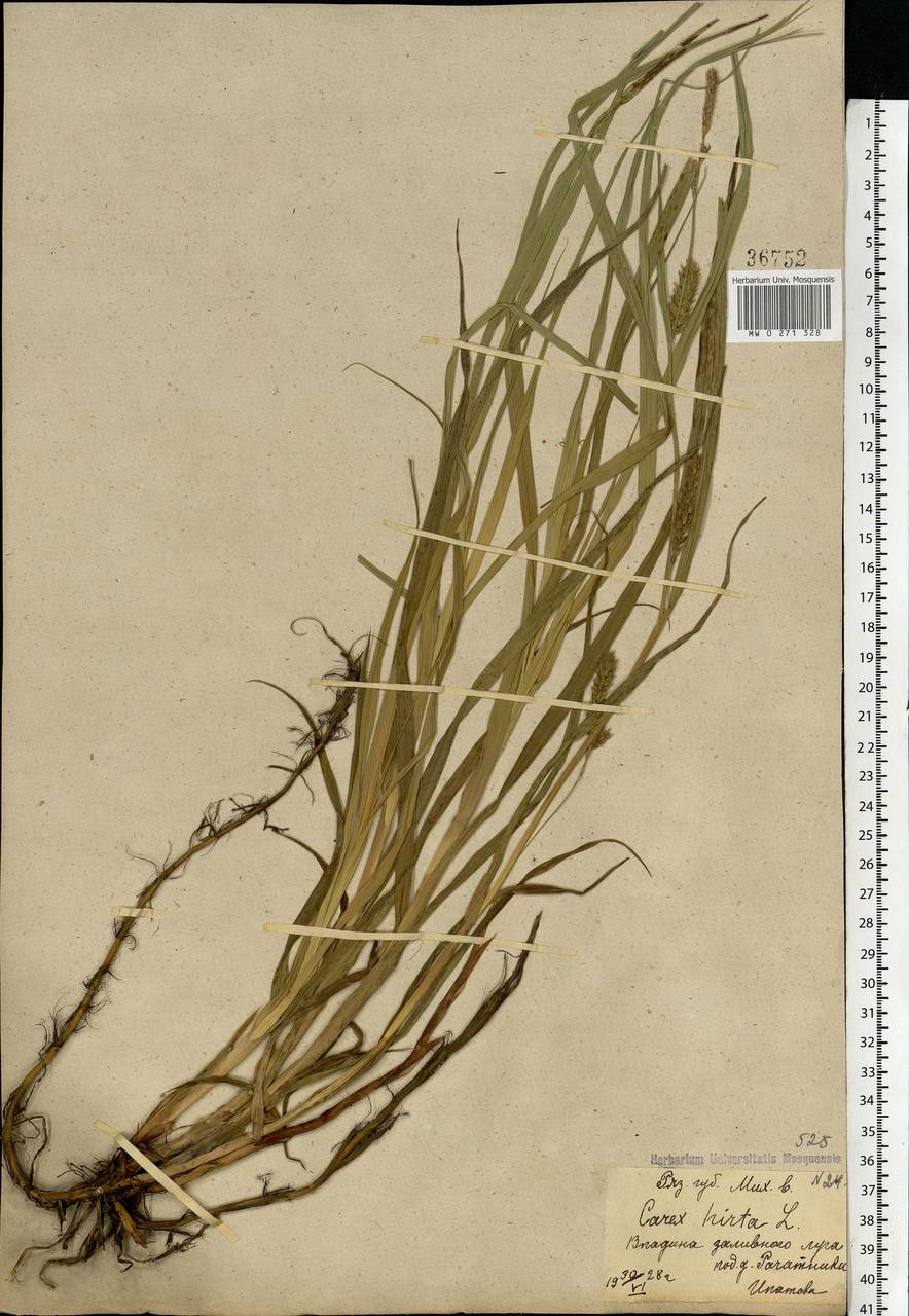 Carex hirta L., Eastern Europe, Central region (E4) (Russia)