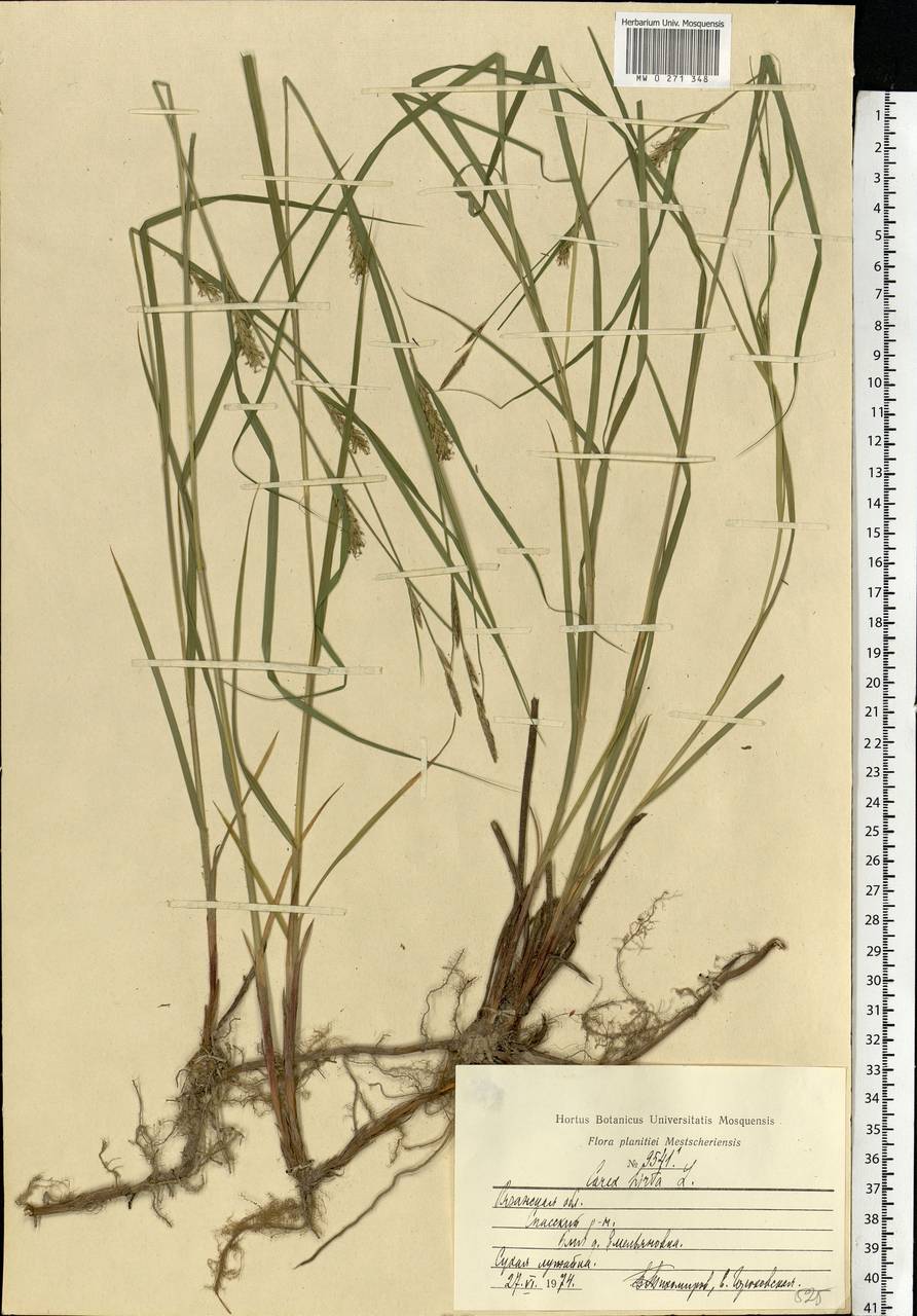 Carex hirta L., Eastern Europe, Central region (E4) (Russia)