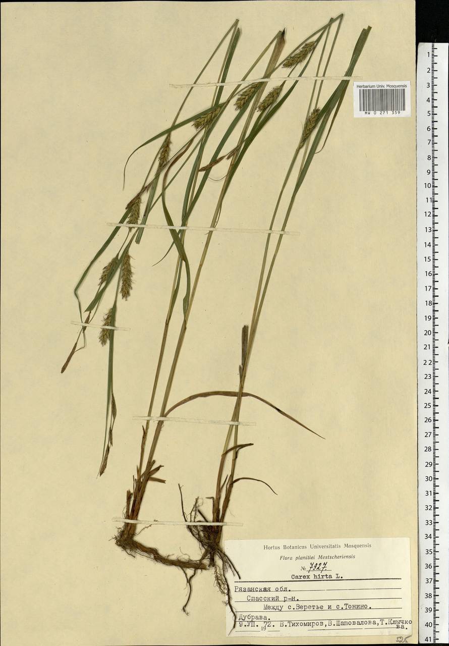 Carex hirta L., Eastern Europe, Central region (E4) (Russia)