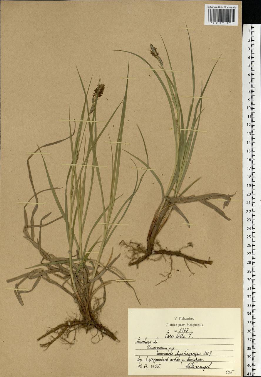 Carex hirta L., Eastern Europe, Moscow region (E4a) (Russia)