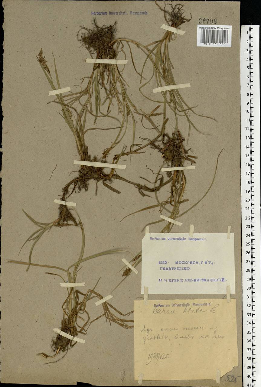 Carex hirta L., Eastern Europe, Moscow region (E4a) (Russia)