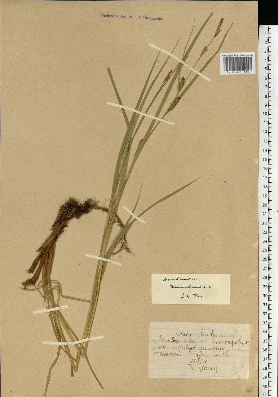 Carex hirta L., Eastern Europe, Moscow region (E4a) (Russia)