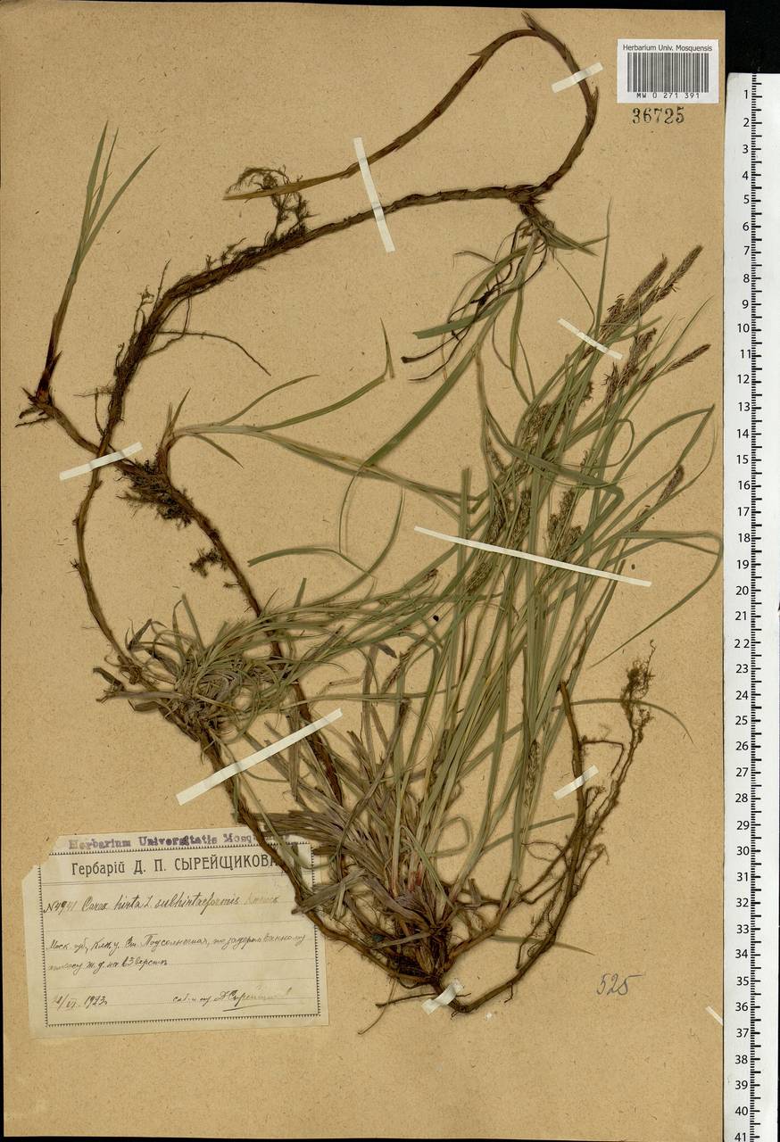 Carex hirta L., Eastern Europe, Moscow region (E4a) (Russia)