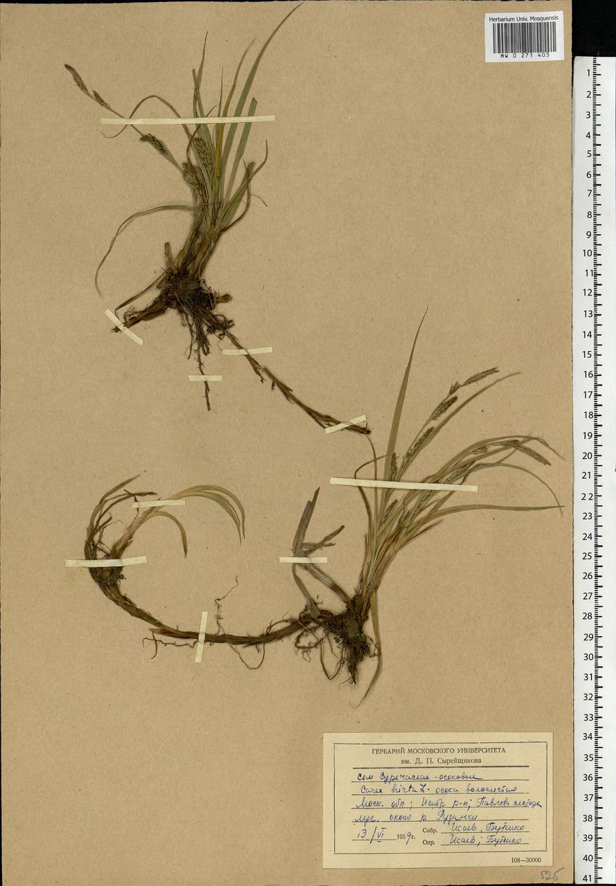 Carex hirta L., Eastern Europe, Moscow region (E4a) (Russia)