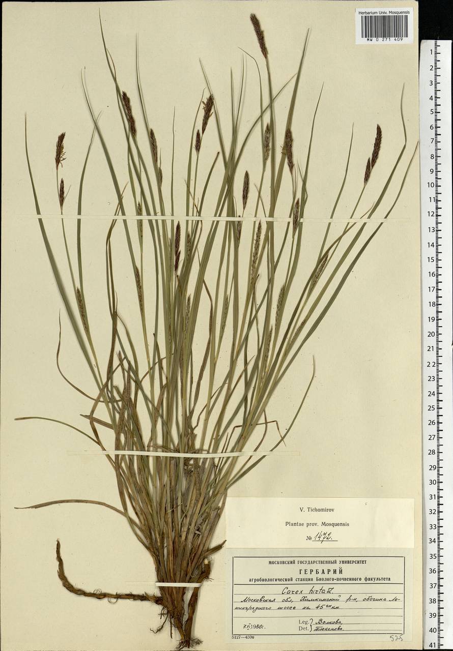 Carex hirta L., Eastern Europe, Moscow region (E4a) (Russia)
