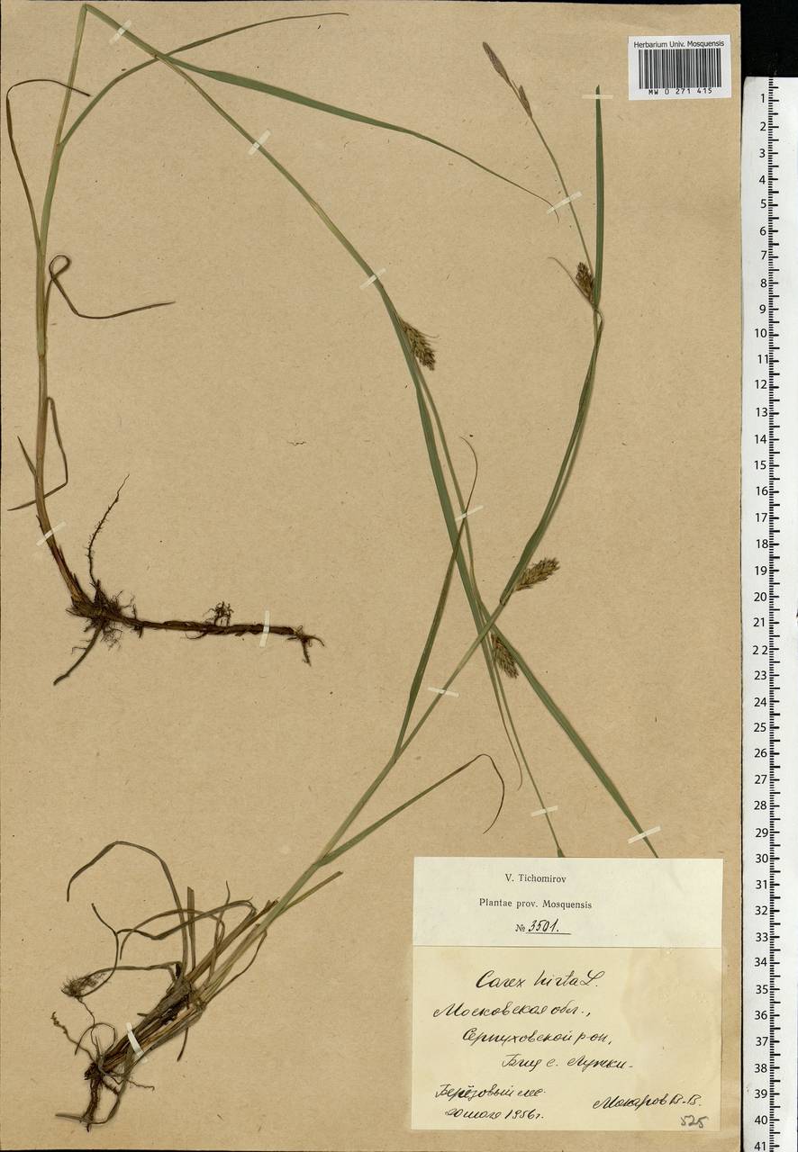 Carex hirta L., Eastern Europe, Moscow region (E4a) (Russia)