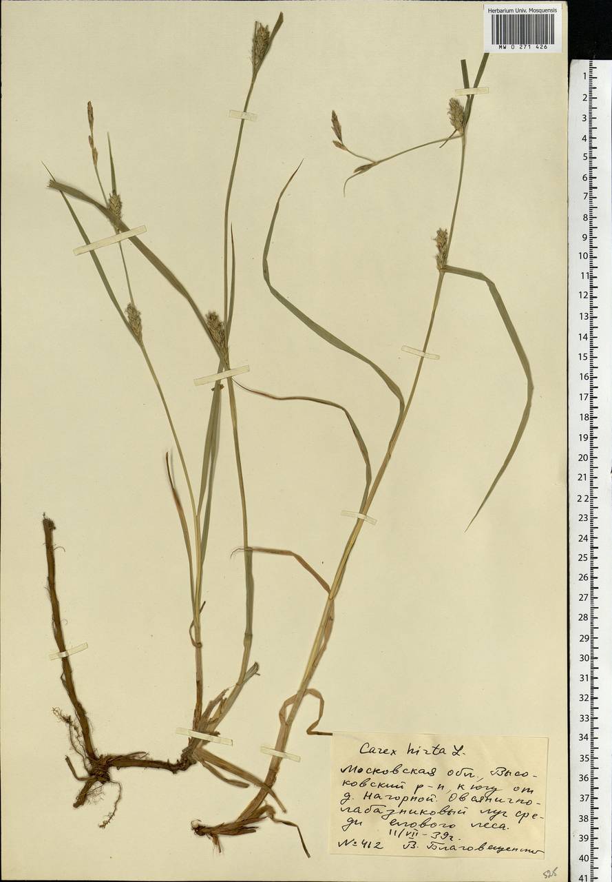 Carex hirta L., Eastern Europe, Moscow region (E4a) (Russia)