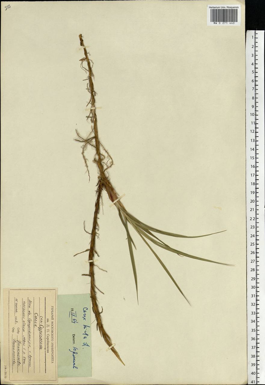 Carex hirta L., Eastern Europe, Moscow region (E4a) (Russia)