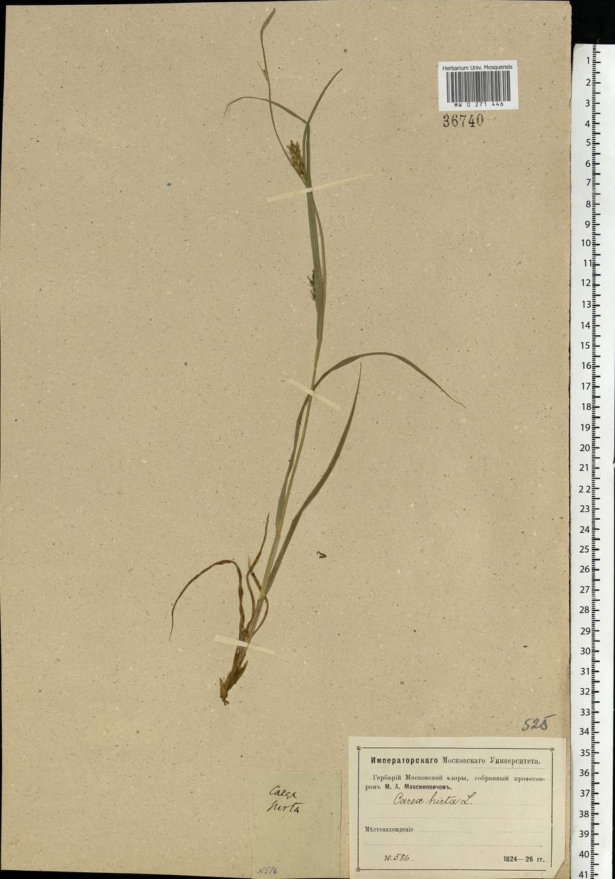 Carex hirta L., Eastern Europe, Moscow region (E4a) (Russia)