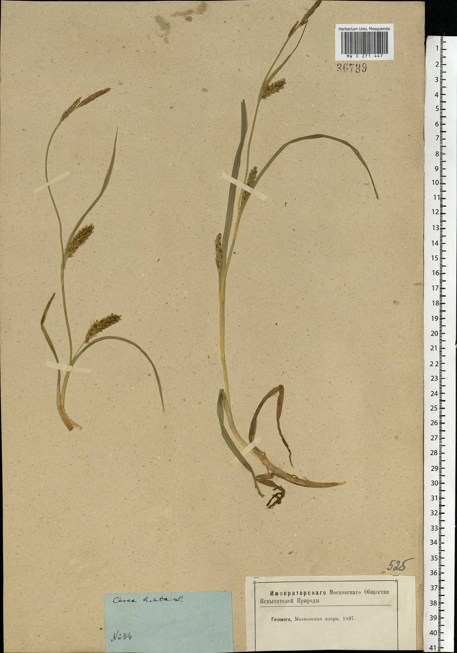 Carex hirta L., Eastern Europe, Moscow region (E4a) (Russia)