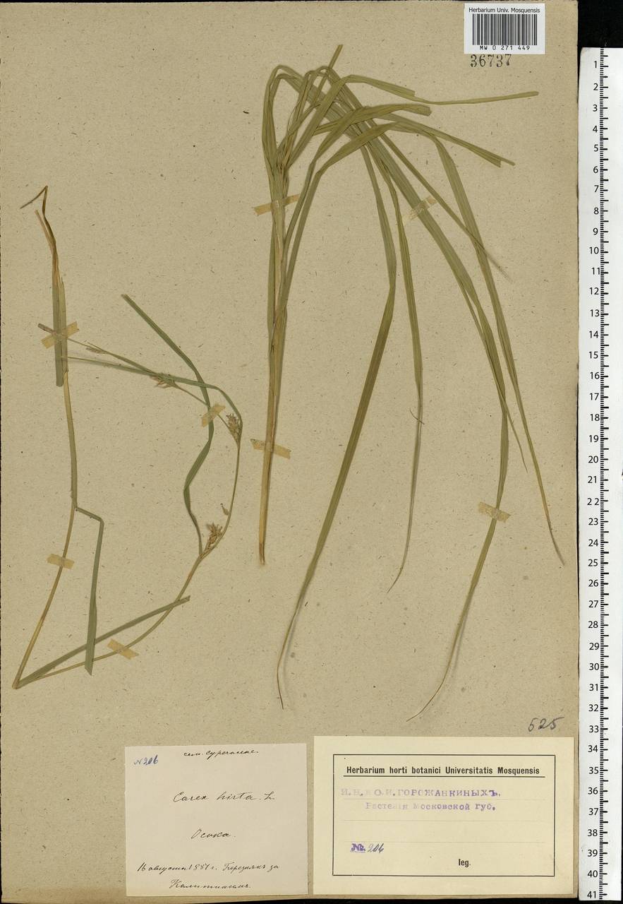 Carex hirta L., Eastern Europe, Moscow region (E4a) (Russia)