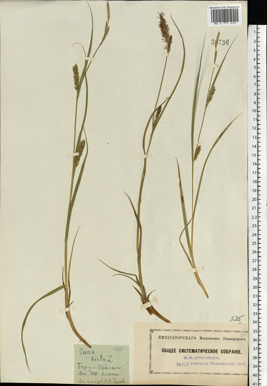 Carex hirta L., Eastern Europe, Moscow region (E4a) (Russia)