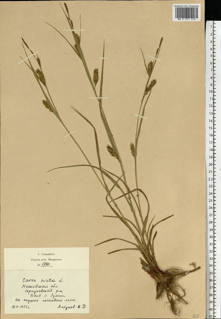 Carex hirta L., Eastern Europe, Moscow region (E4a) (Russia)