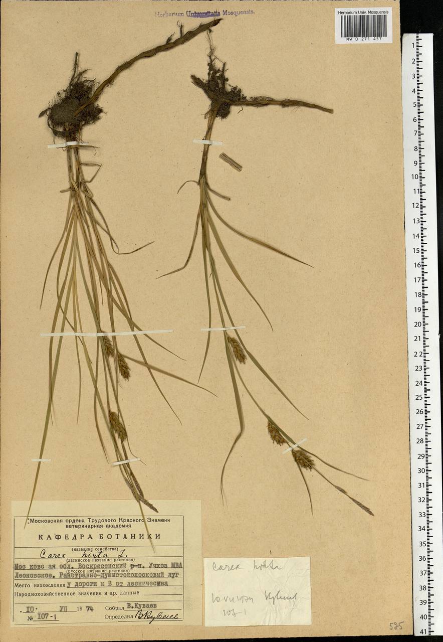 Carex hirta L., Eastern Europe, Moscow region (E4a) (Russia)
