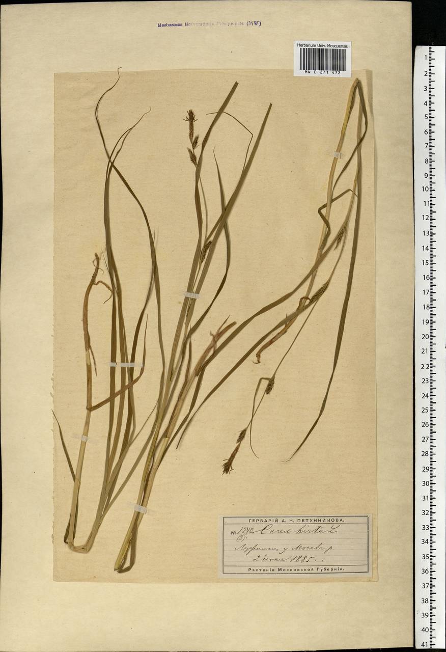 Carex hirta L., Eastern Europe, Moscow region (E4a) (Russia)