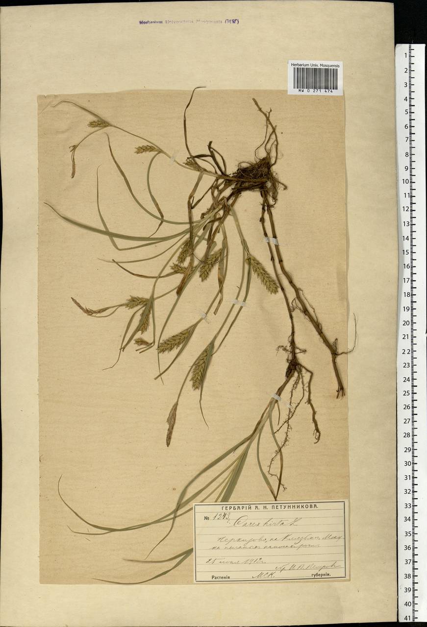 Carex hirta L., Eastern Europe, Moscow region (E4a) (Russia)