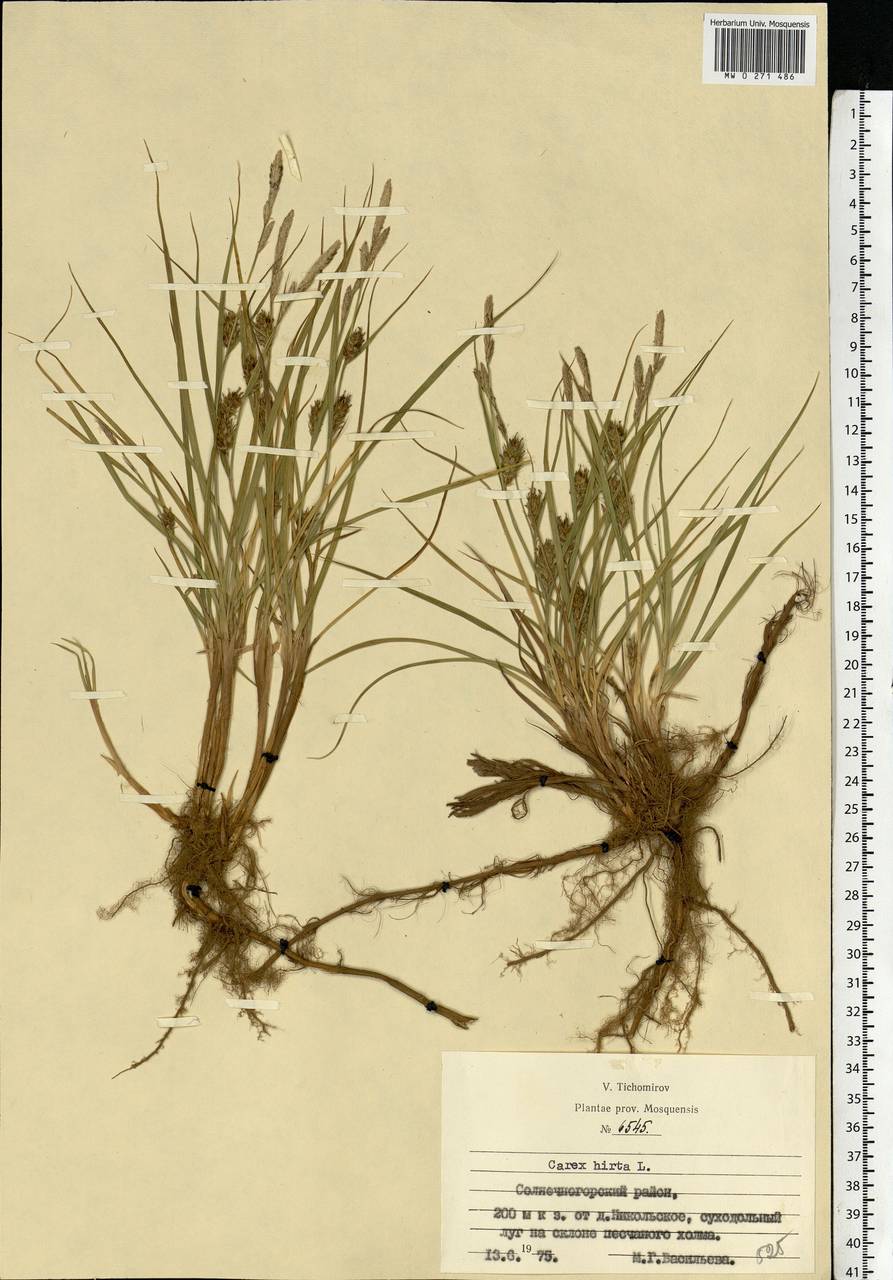 Carex hirta L., Eastern Europe, Moscow region (E4a) (Russia)