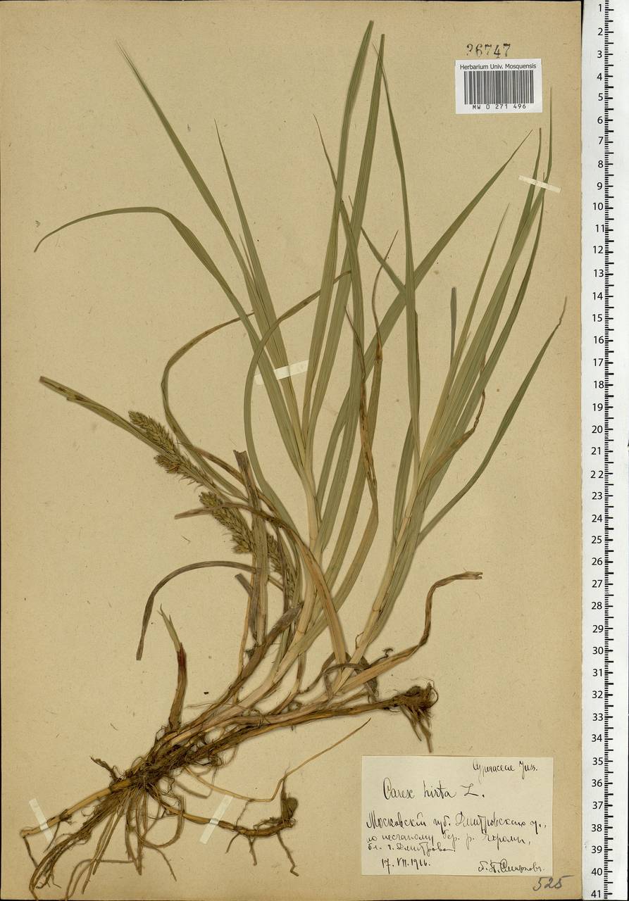 Carex hirta L., Eastern Europe, Moscow region (E4a) (Russia)