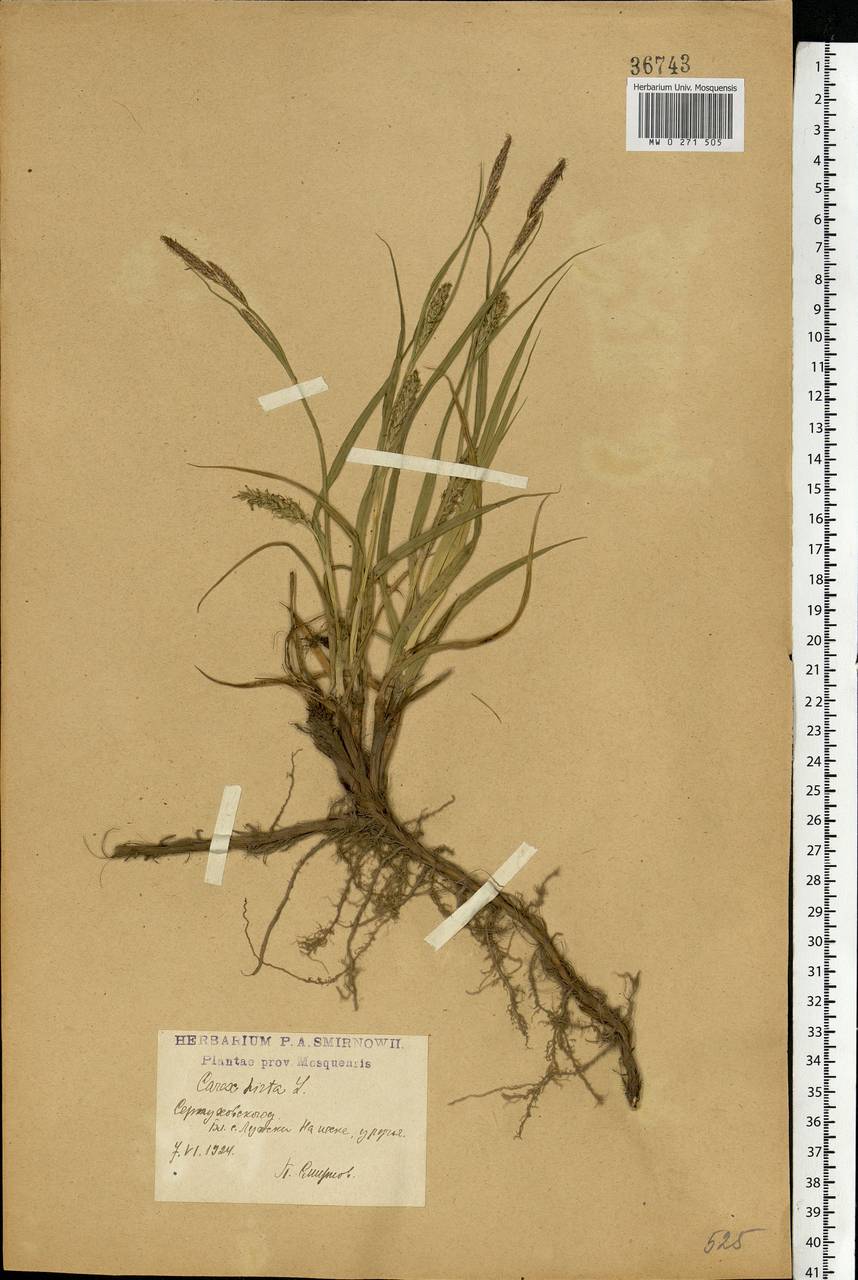 Carex hirta L., Eastern Europe, Moscow region (E4a) (Russia)