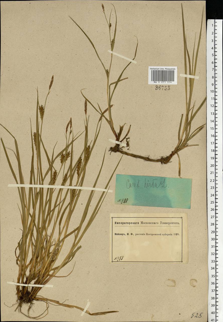 Carex hirta L., Eastern Europe, Central forest region (E5) (Russia)