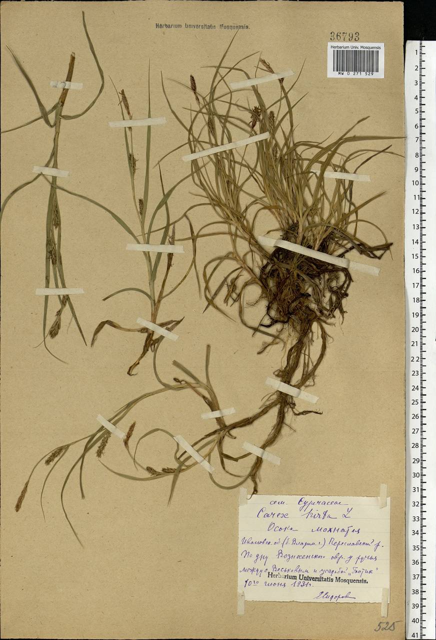 Carex hirta L., Eastern Europe, Central forest region (E5) (Russia)