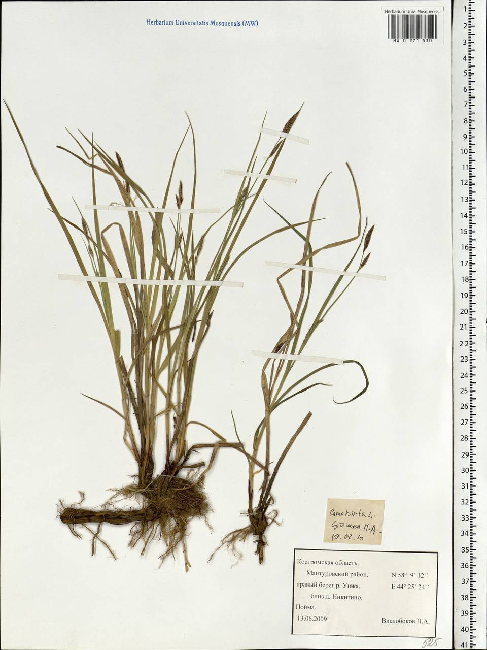 Carex hirta L., Eastern Europe, Central forest region (E5) (Russia)