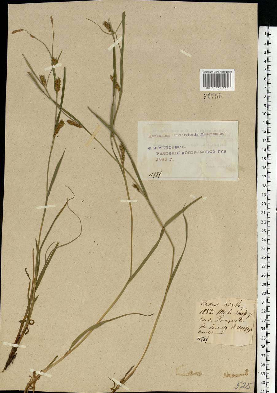 Carex hirta L., Eastern Europe, Central forest region (E5) (Russia)