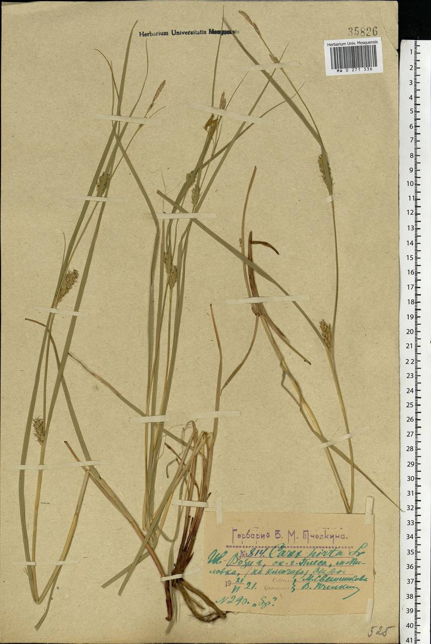 Carex hirta L., Eastern Europe, Central forest region (E5) (Russia)
