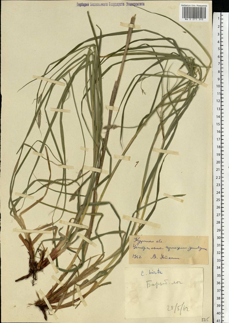 Carex hirta L., Eastern Europe, Central forest-and-steppe region (E6) (Russia)