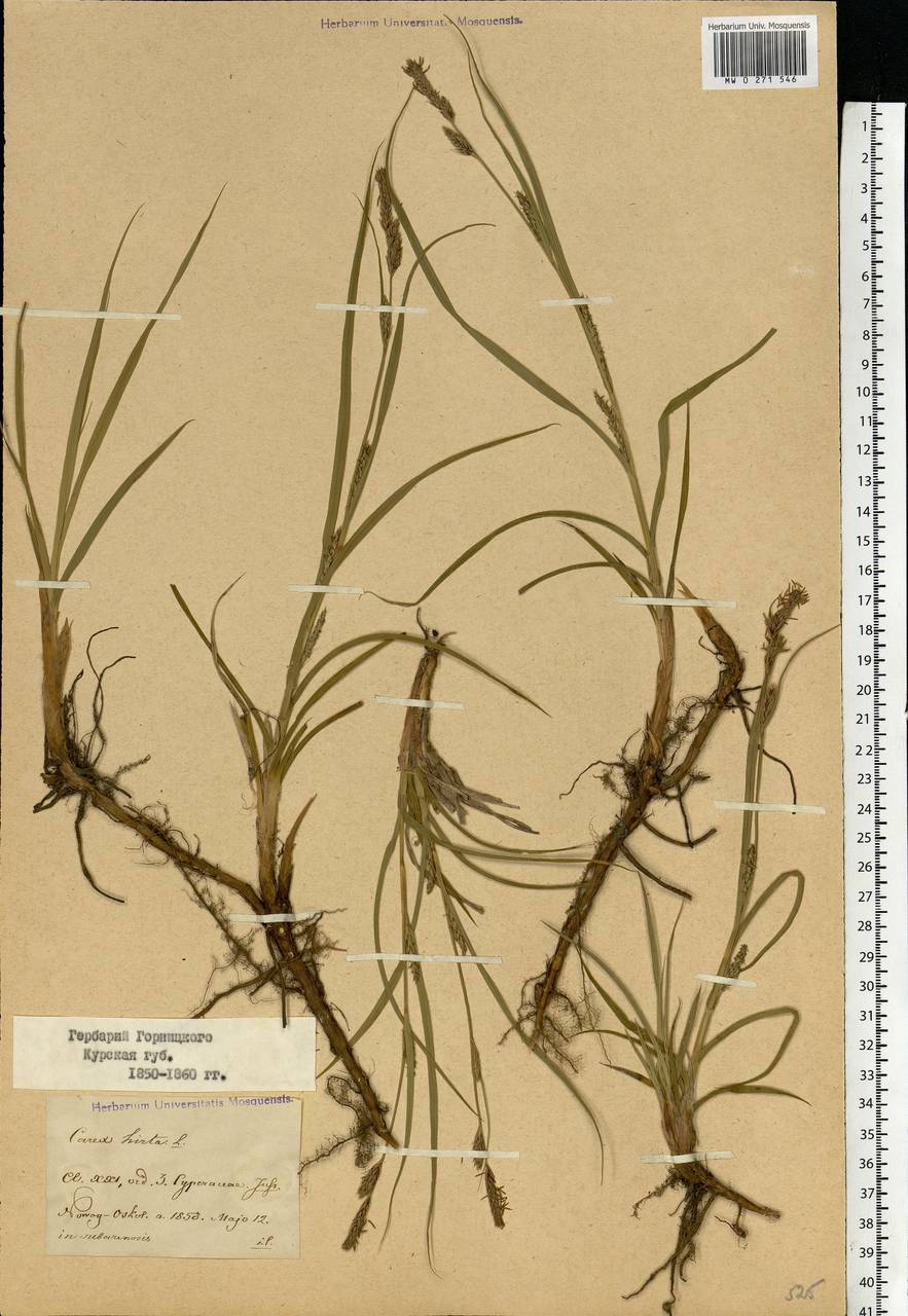Carex hirta L., Eastern Europe, Central forest-and-steppe region (E6) (Russia)